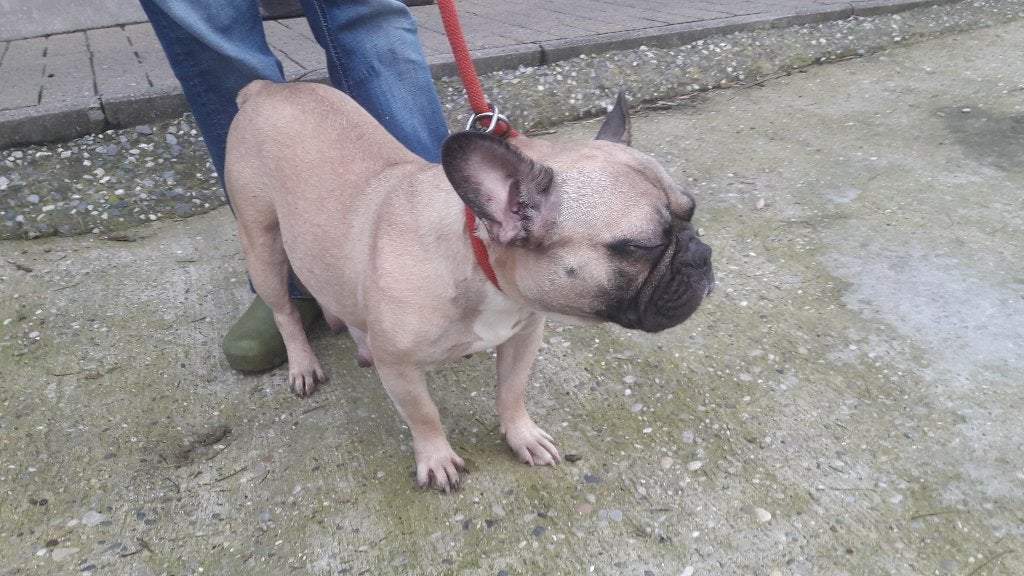 franse bulldog, Animaux & Accessoires, 3 à 5 ans, Particulier, Maladie de Carré (chiens), Chienne