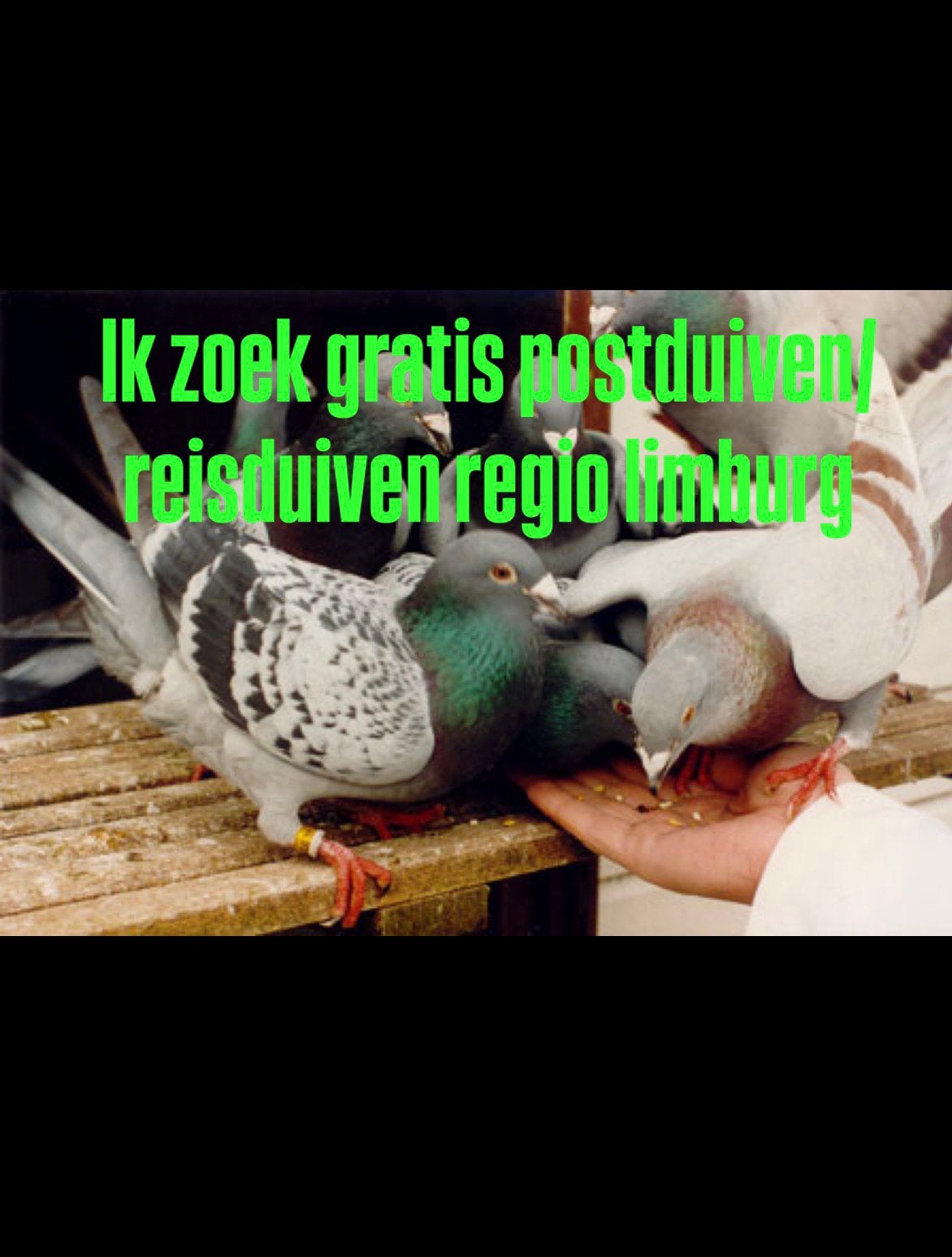Ik zoek gratis postduiven of reisduiven