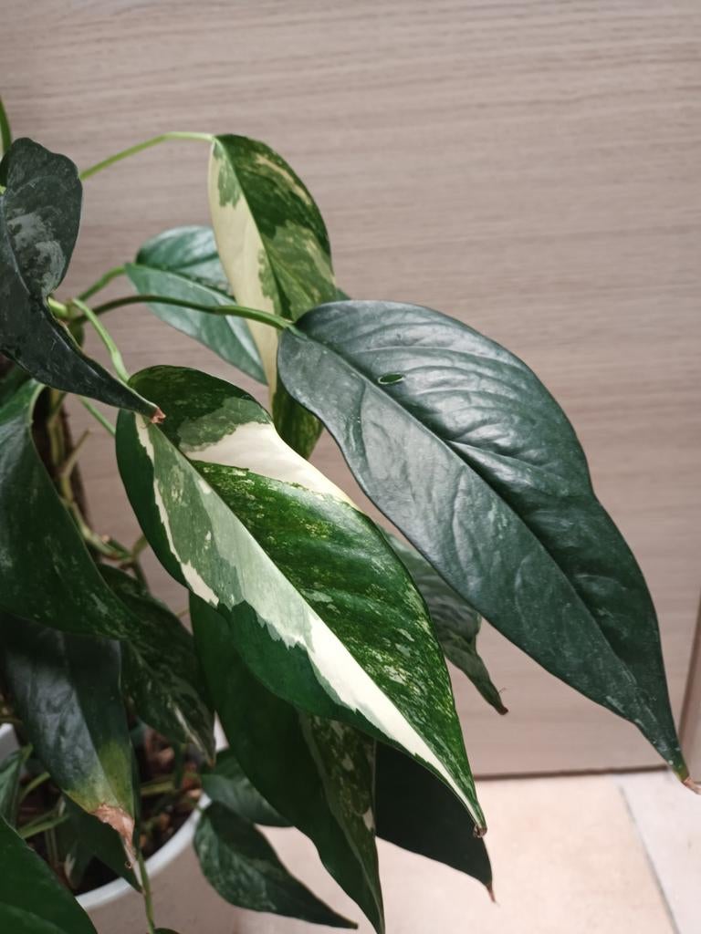 Epipremnum pinnatum albo variegata, Huis en Inrichting, Kamerplanten, Ophalen of Verzenden