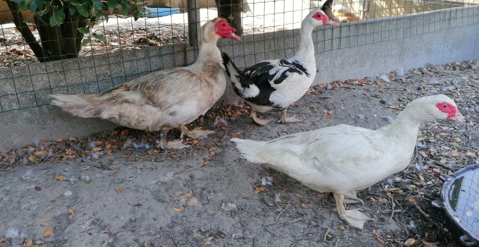 Barbaries, Meerdere dieren, Eend