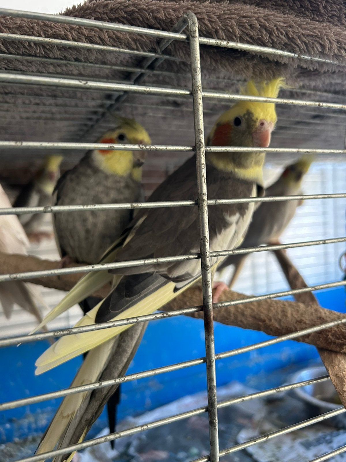 Valk parkieten koppel, Dieren en Toebehoren