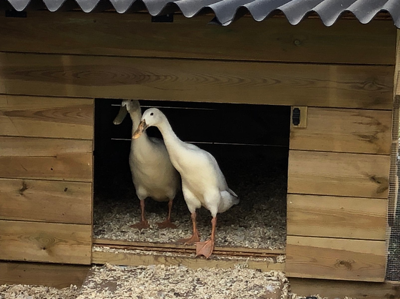 Hok voor loopeenden met 13meter omheining, Dieren en Toebehoren, Pluimvee, Meerdere dieren, Eend