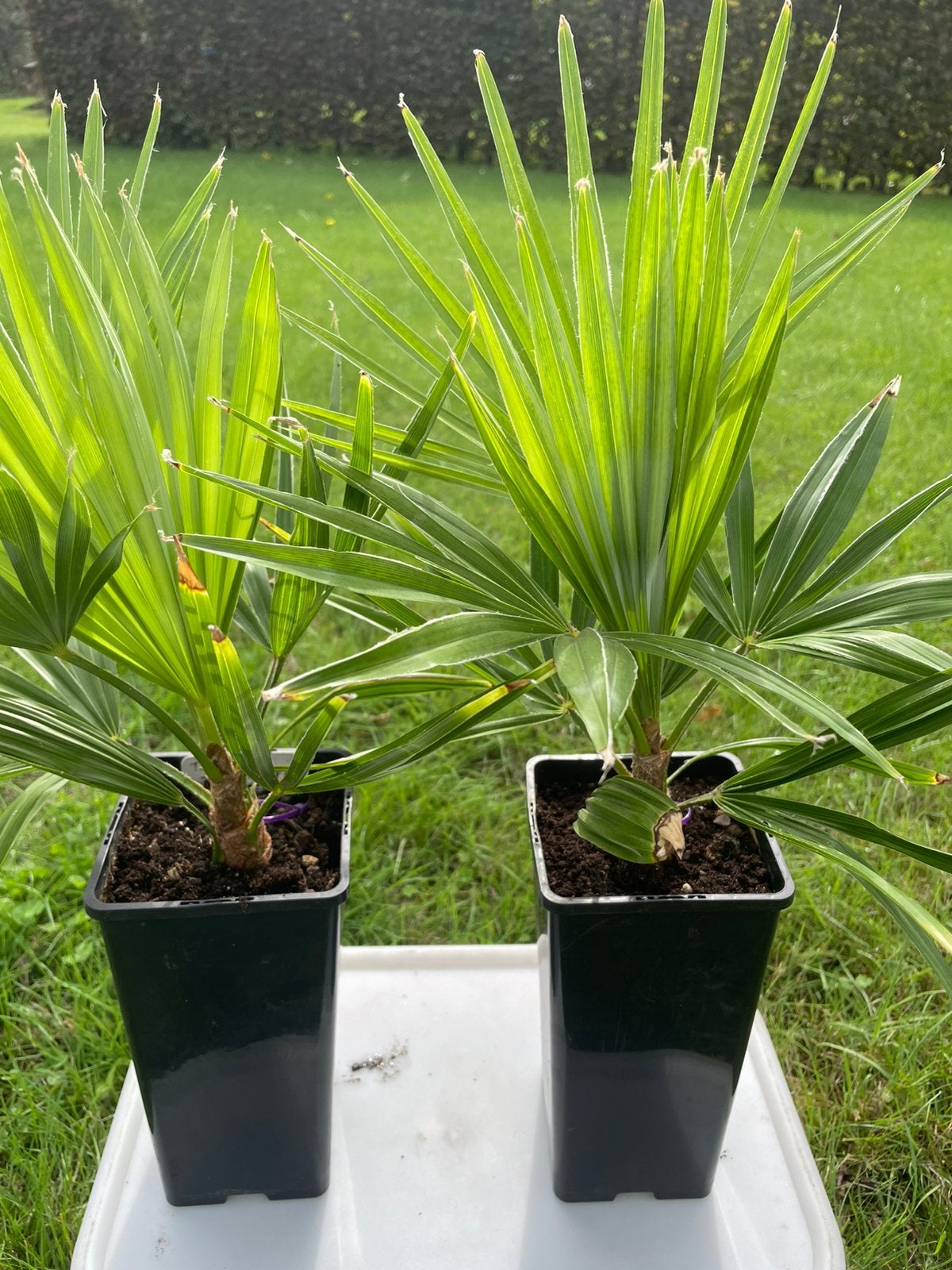 Te koop : T. wagnerianus x T. princeps hybride palm, Ophalen