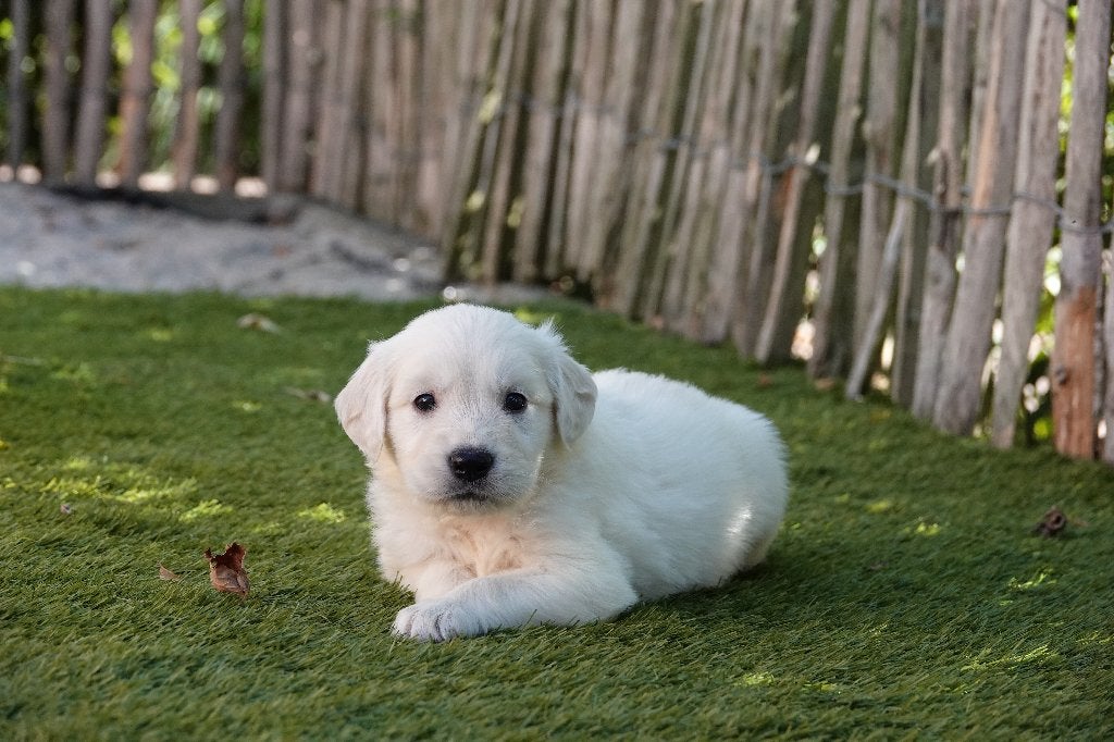 Prachtige Golden Retriever pups, met stamboom, Dieren en Toebehoren, Honden | Retrievers, Spaniëls en Waterhonden, Golden retriever