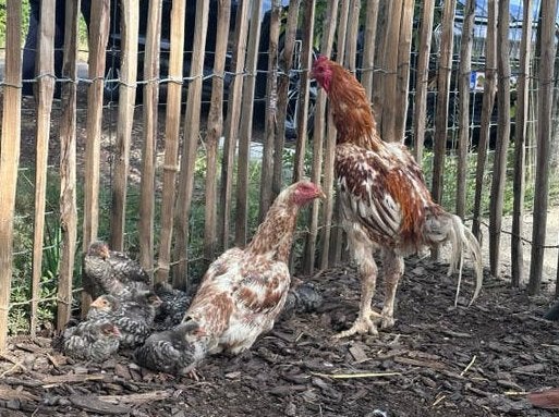Shamo kippen, Dieren en Toebehoren, Meerdere dieren, Kip