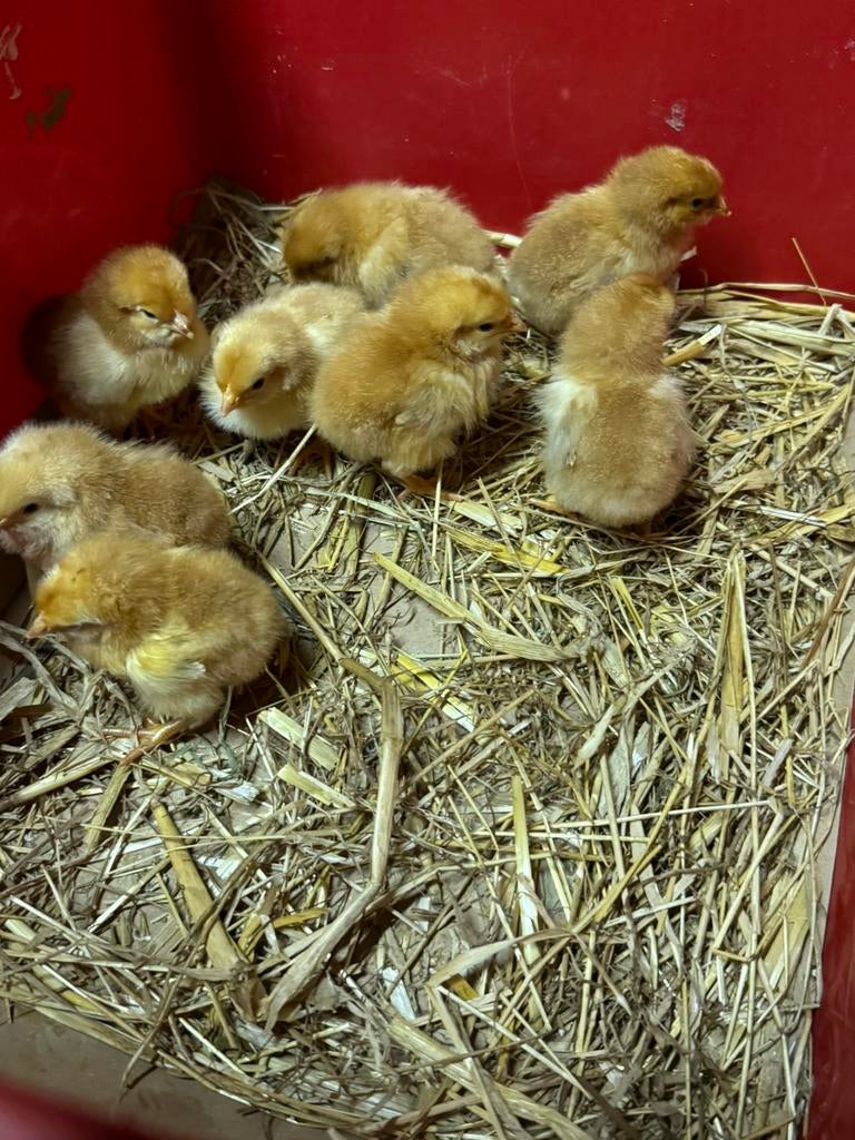 Legkip kuikens ( pas uit het ei), Animaux & Accessoires, Poule ou poulet