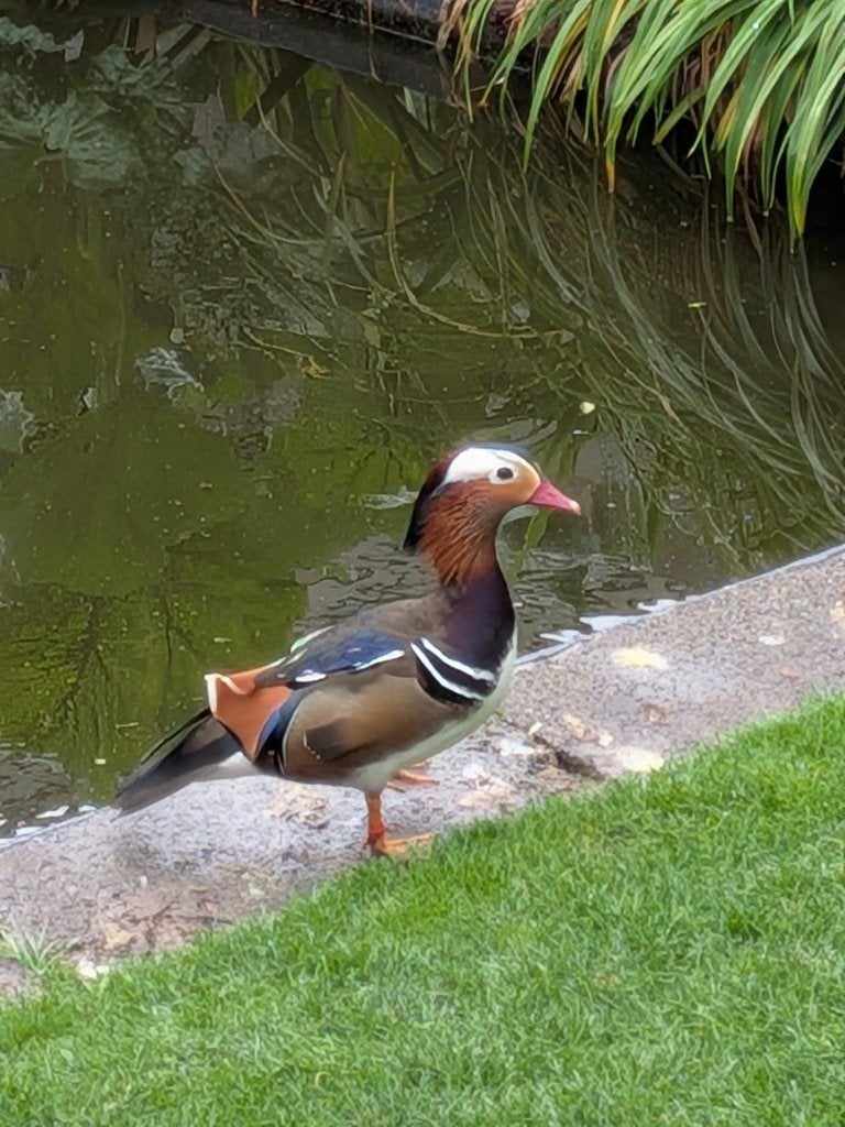 Mandarijneend-man, (2024), Mâle, Canard