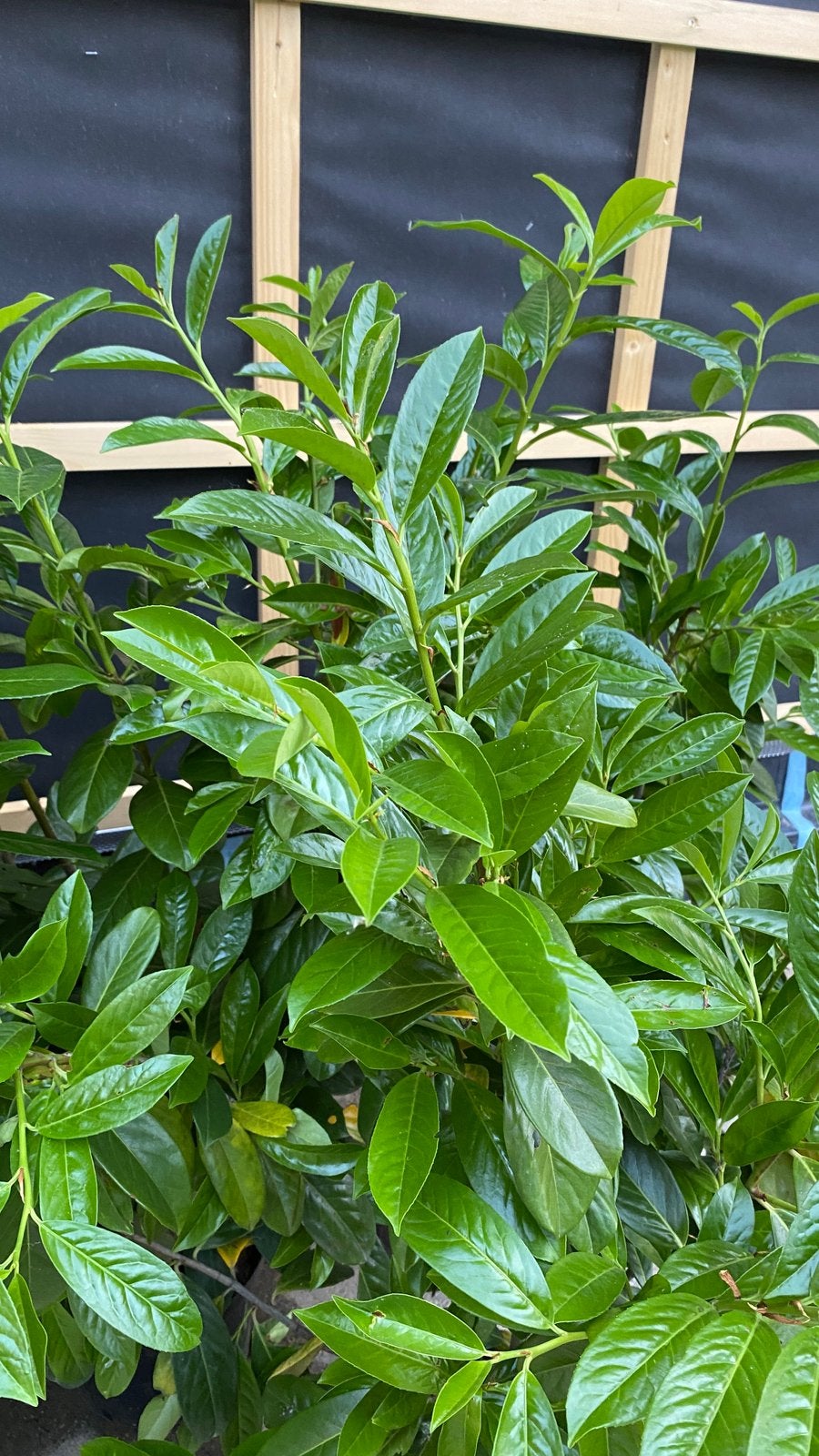 Prunus Laurel Novita, Jardin & Terrasse, Plantes | Arbustes & Haies, Enlèvement, Laurier