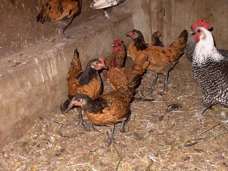 Vorwerk kippen, Animaux & Accessoires, Plusieurs animaux, Poule ou poulet