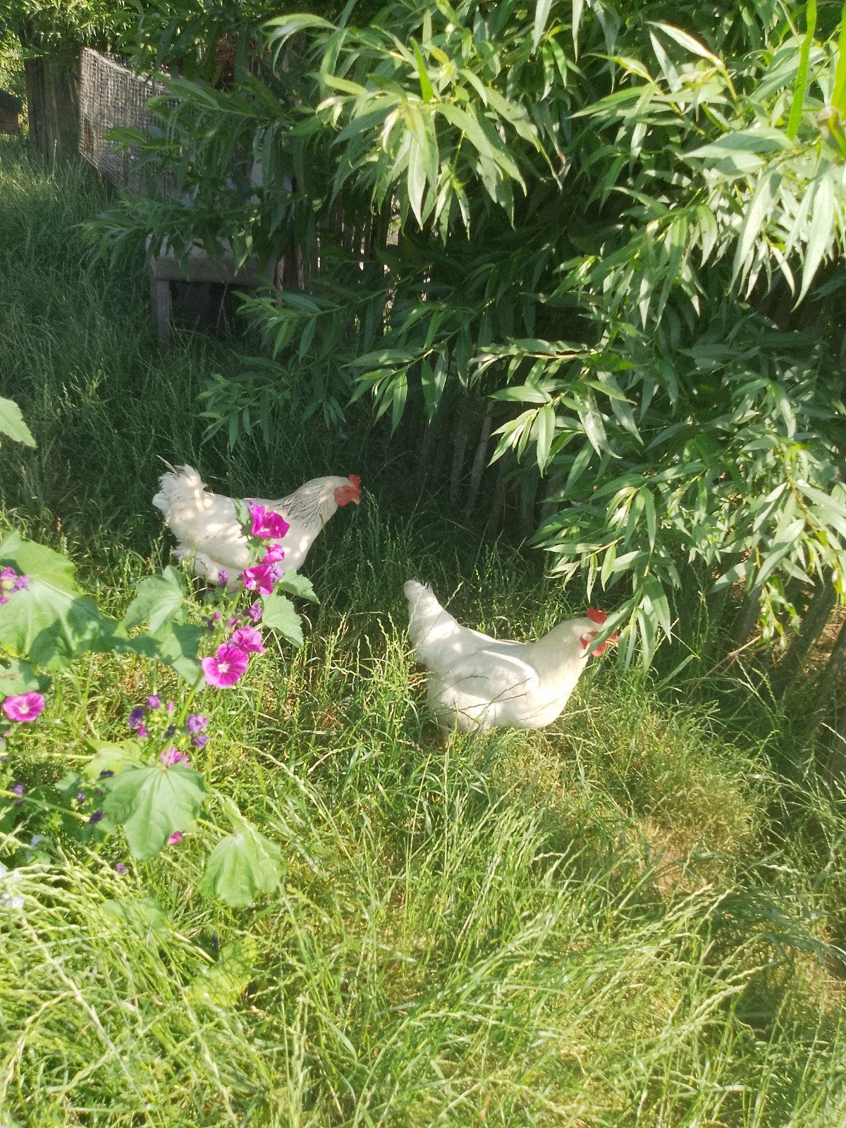 Leghennen, Dieren en Toebehoren, Pluimvee