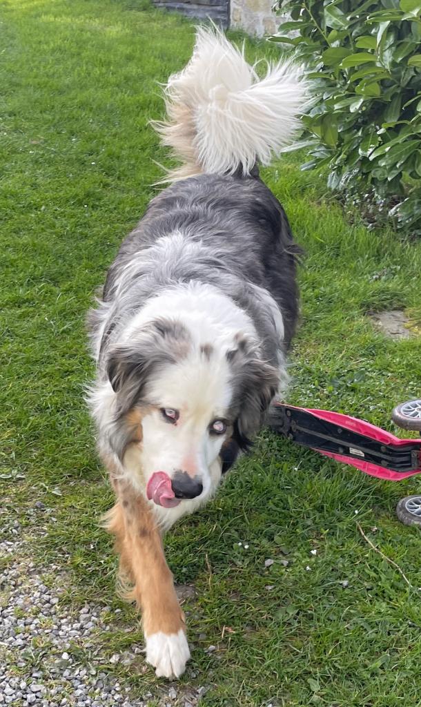 Cherche garde chien mensuel, Ophalen, Gebruikt