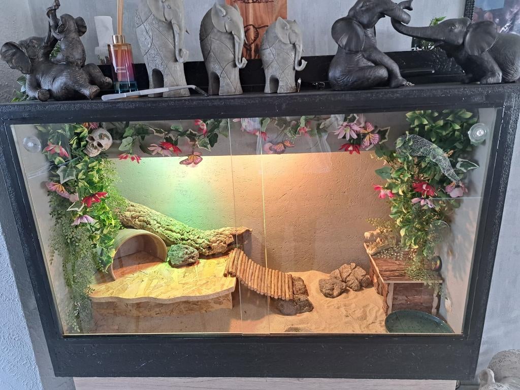 Terraium, Dieren en Toebehoren, Reptielen en Amfibieën | Toebehoren, Ophalen