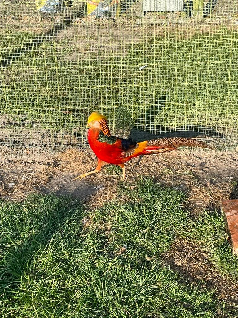 Goudfazant, Dieren en Toebehoren, Pluimvee, Meerdere dieren, Overige soorten