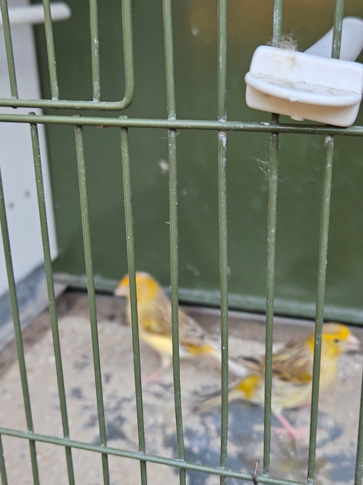 3 kanarie poppen, Dieren en Toebehoren, Vogels | Kanaries