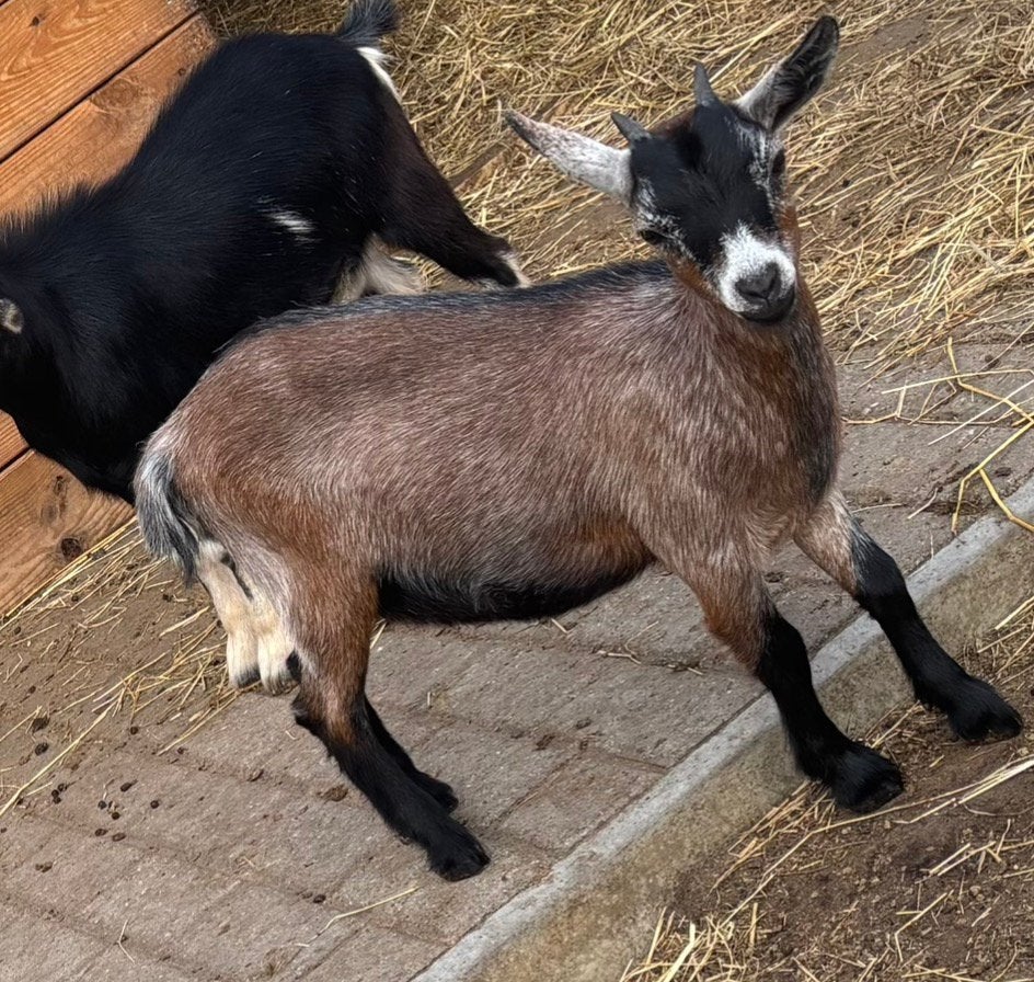 dwerggeitje – mieke, Animaux & Accessoires, Femelle, Chèvre, 0 à 2 ans