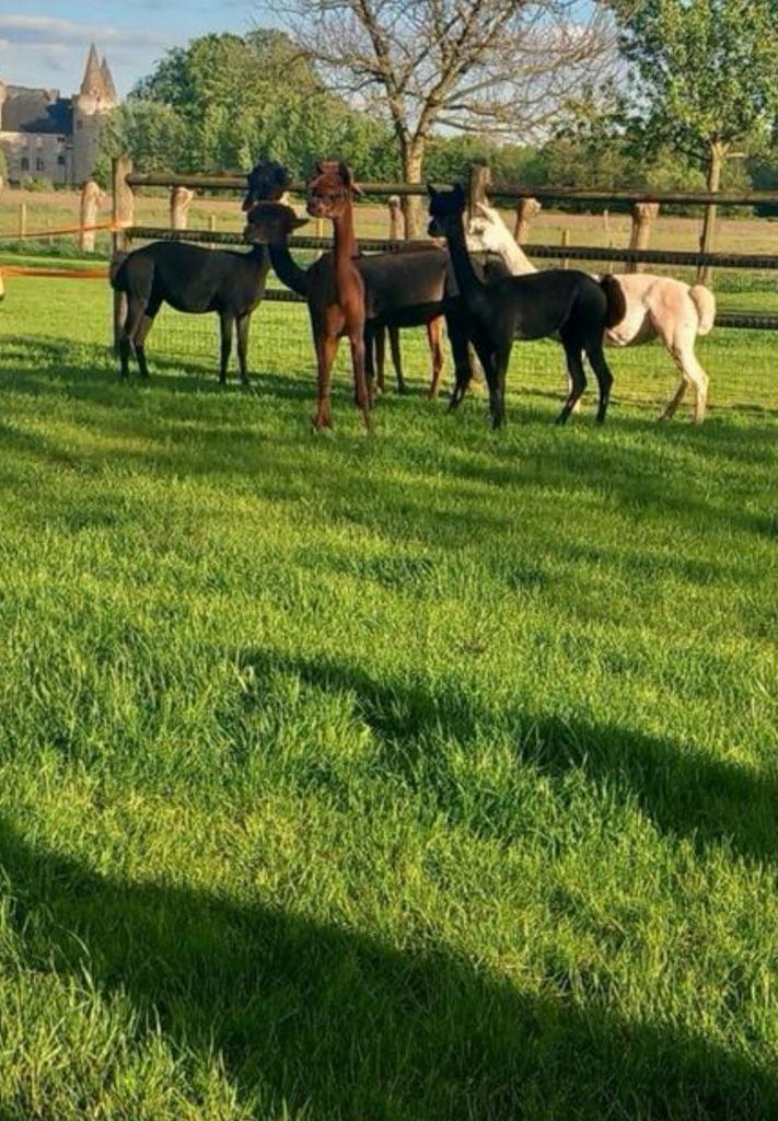 Scheren van schapen alpaca’s en lama’s, Dieren en Toebehoren, Schapen, Geiten en Varkens