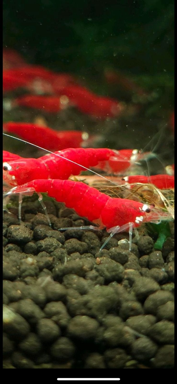 Red Santa high grade rode garnalen Caridina, Dieren en Toebehoren