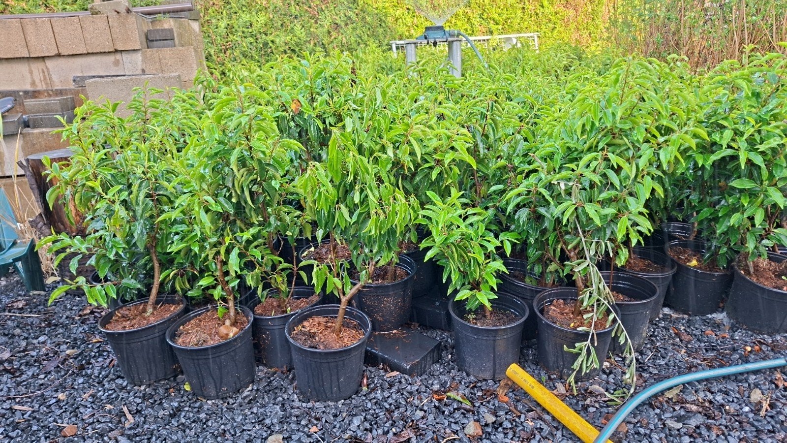 prunus lusitanica, Tuin en Terras, Planten | Struiken en Hagen, Ophalen