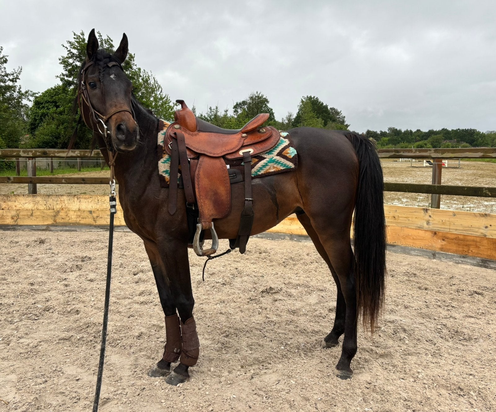 3 jarige arabische volbloed, Dieren en Toebehoren, Paarden, Hengst, Zadelmak, Westernpaard, Gechipt