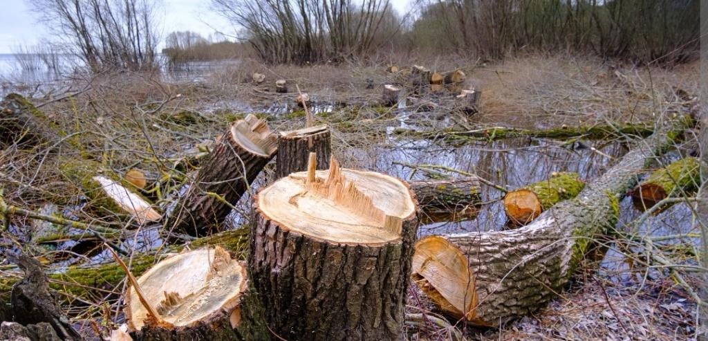 Gratis bomen zagen, 3 tot 6 m³, Ophalen, Overige houtsoorten, Stammen