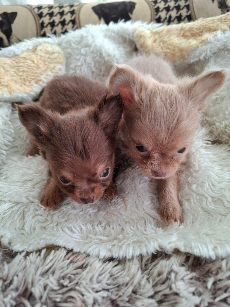 Chihuahua pups, Animaux & Accessoires, Chiens | Chihuahuas & Chiens de compagnie, Plusieurs animaux, Chihuahua, Éleveur | Loisir