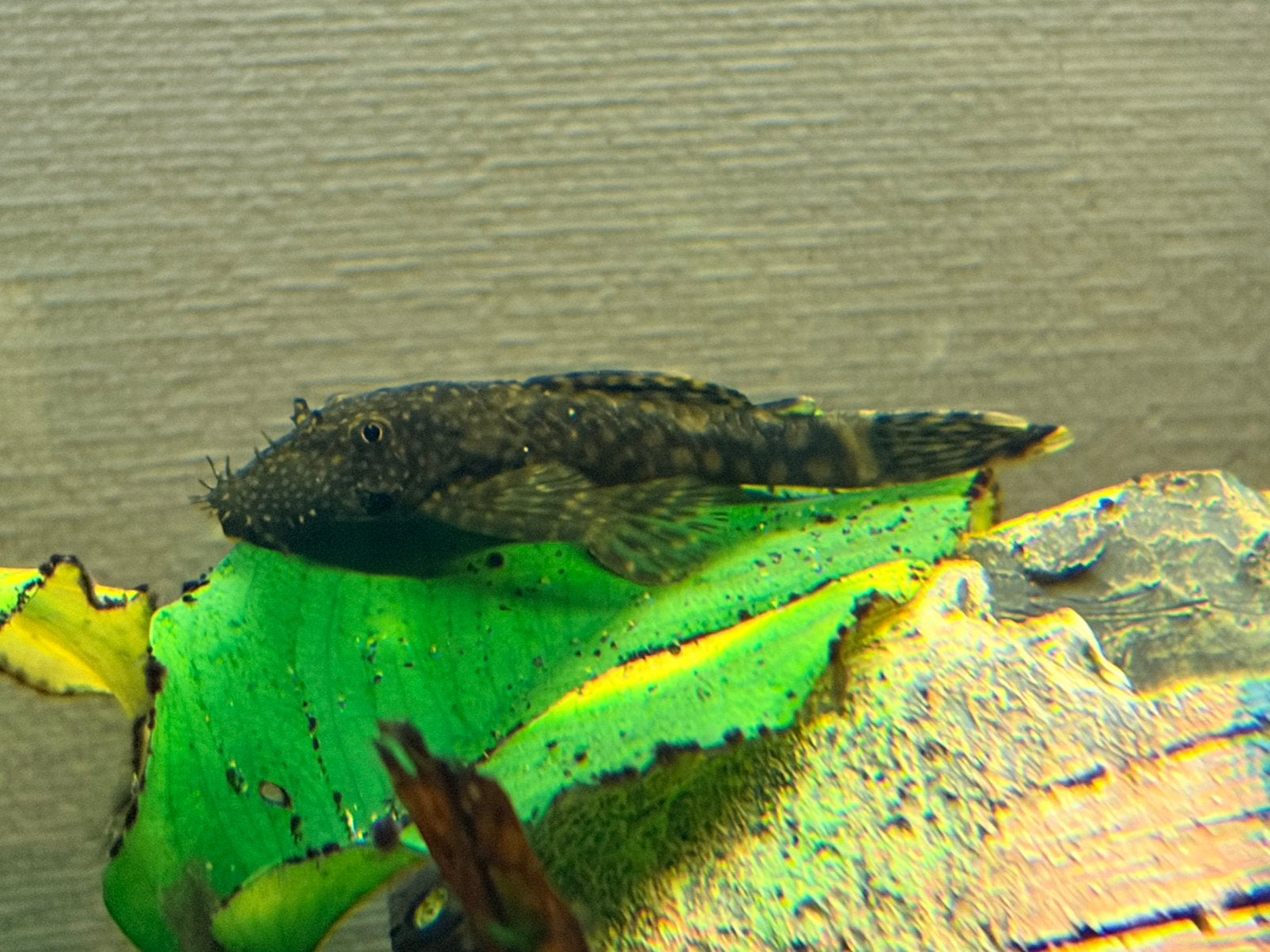 Aquariumvissen te koop, Vis, Zoetwatervis