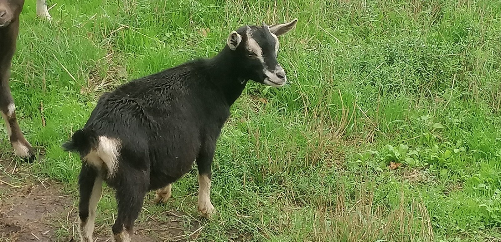 black and tan Mieke, Dieren en Toebehoren, Vrouwelijk, Geit, 0 tot 2 jaar