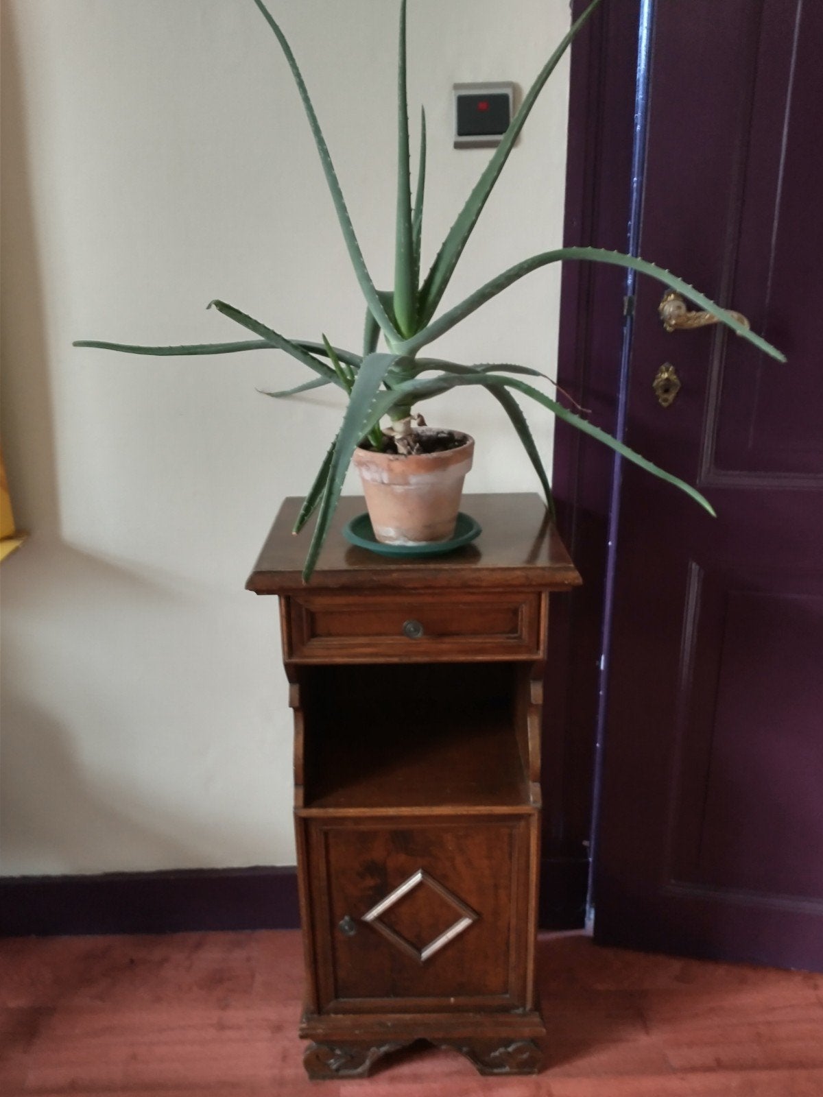 Aloë Vera in terracotta pot, met 1 scheut, Ophalen