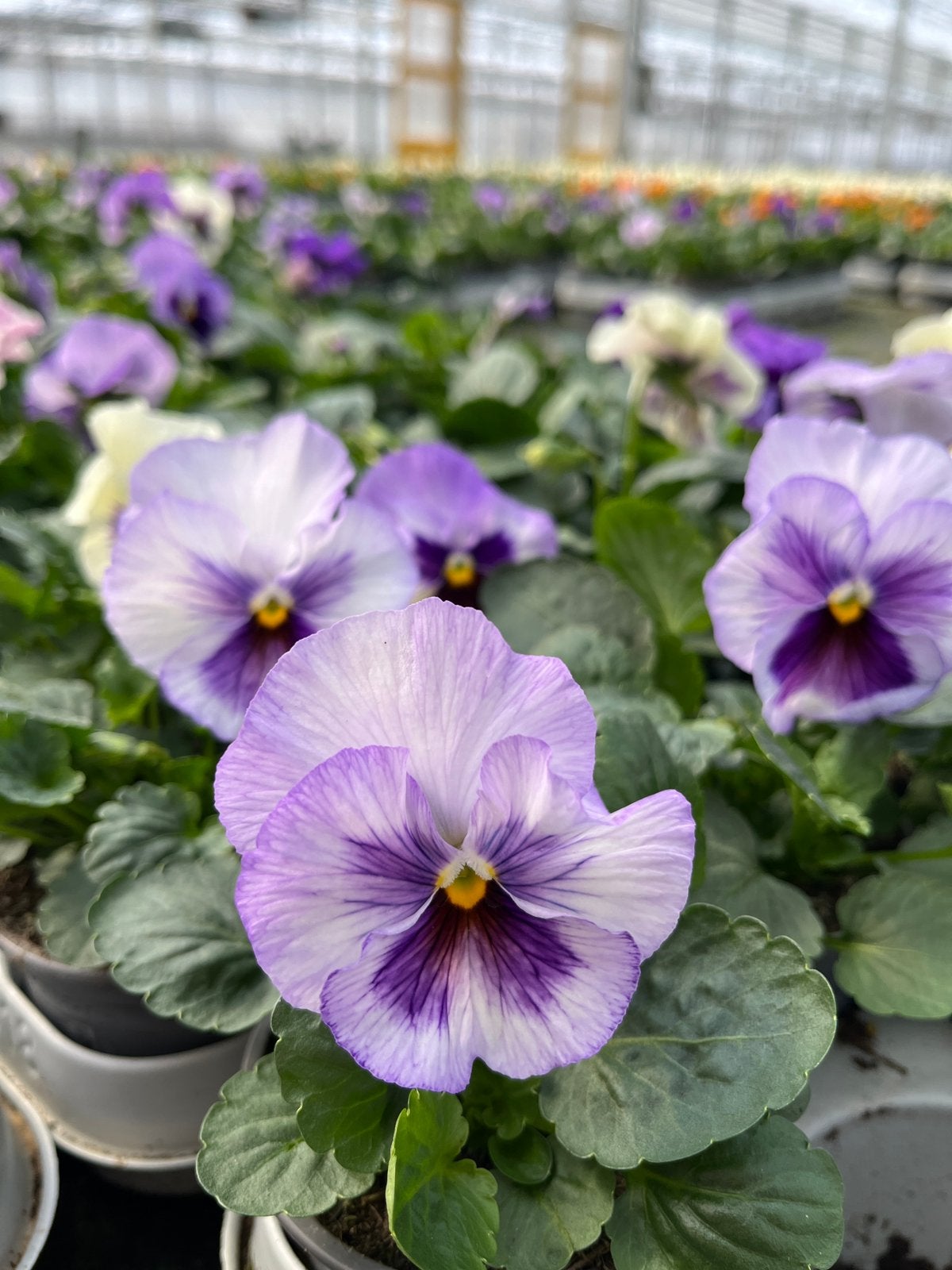 Winterviolen grootbloemig, Ophalen