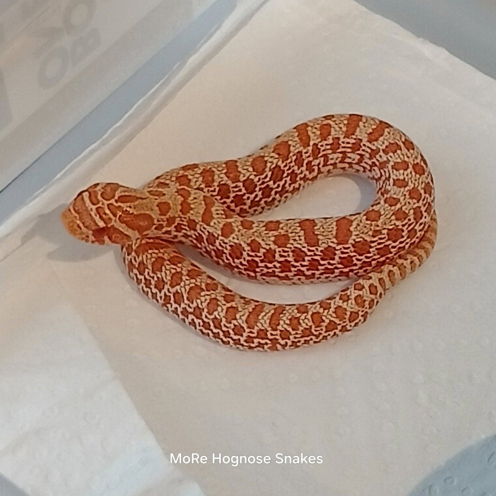 Heterodon  nasicus: Ac dh albino/toffee x Albino conda, Dieren en Toebehoren, Reptielen en Amfibieën, Slang, 0 tot 2 jaar