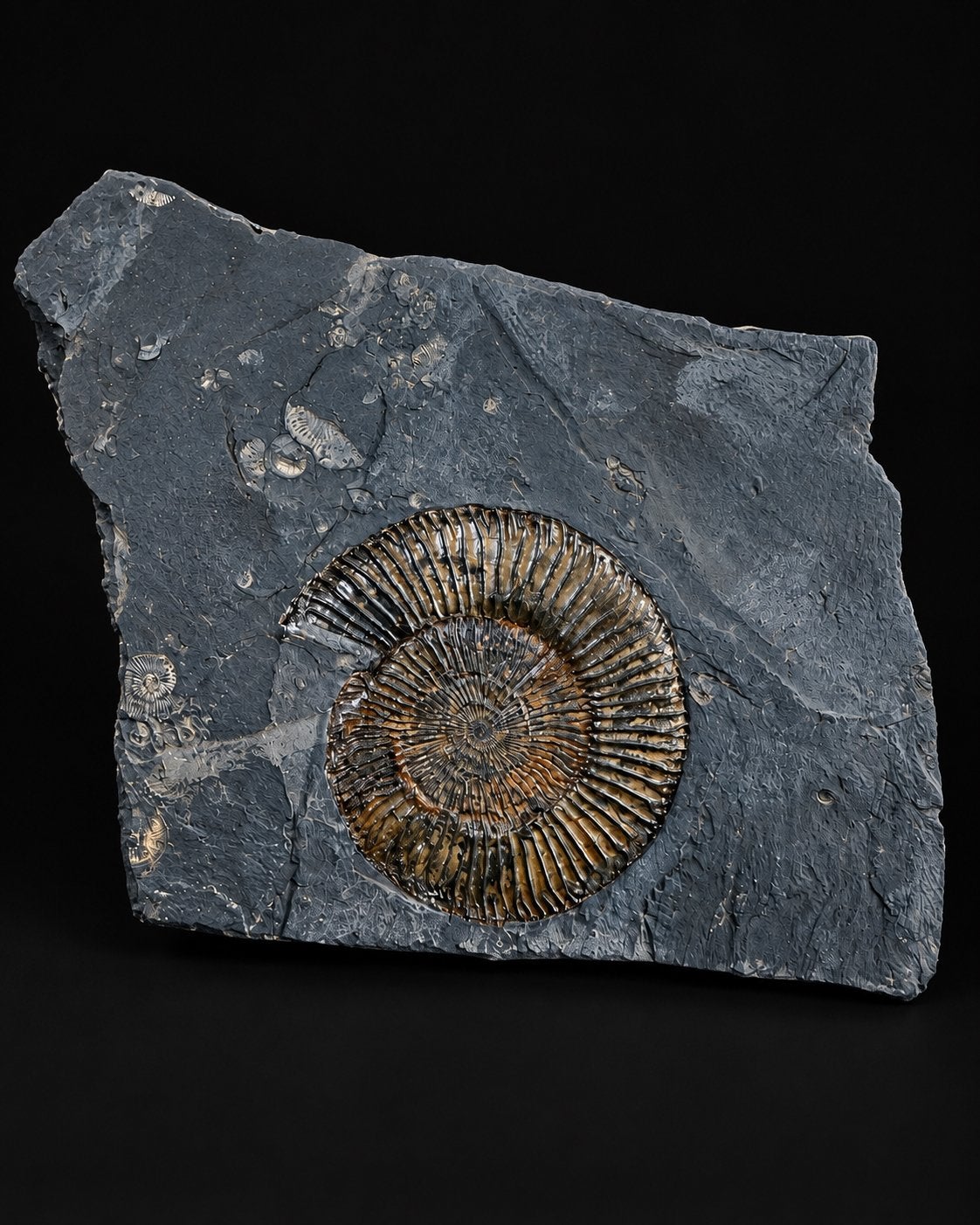 Ammoniet Dactylioceras Holzmaden – fossiel 6 cm, Verzamelen, Ophalen of Verzenden, Fossiel