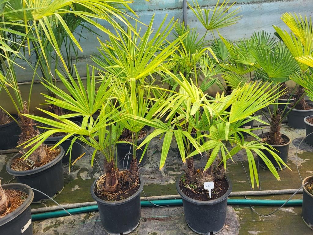 Trachycarpus fortunei, 3 in 1 pot, stam 10cm, Ophalen