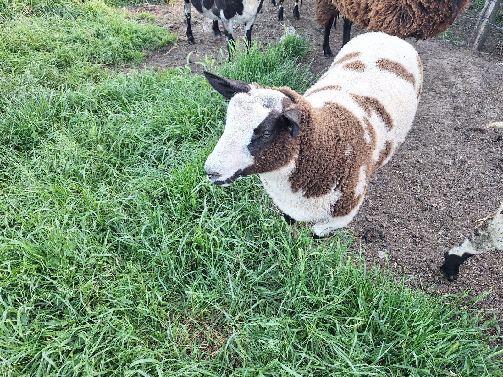 Agneaux baggerbonte  né mi février., Animaux & Accessoires