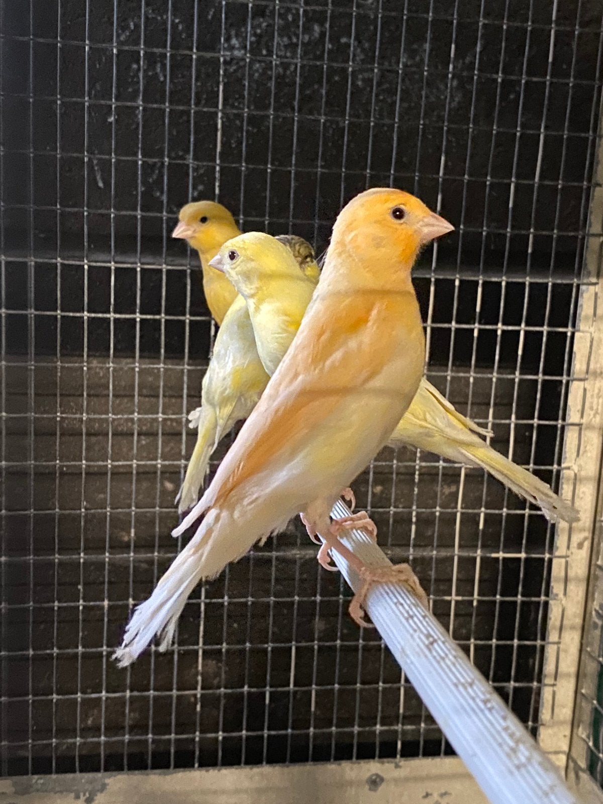 Jonge kanaries en , fife fancy