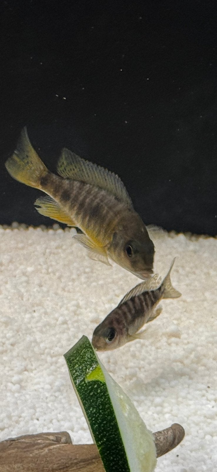 Gezonde cichliden te koop, Dieren en Toebehoren, Vis, Zoetwatervis