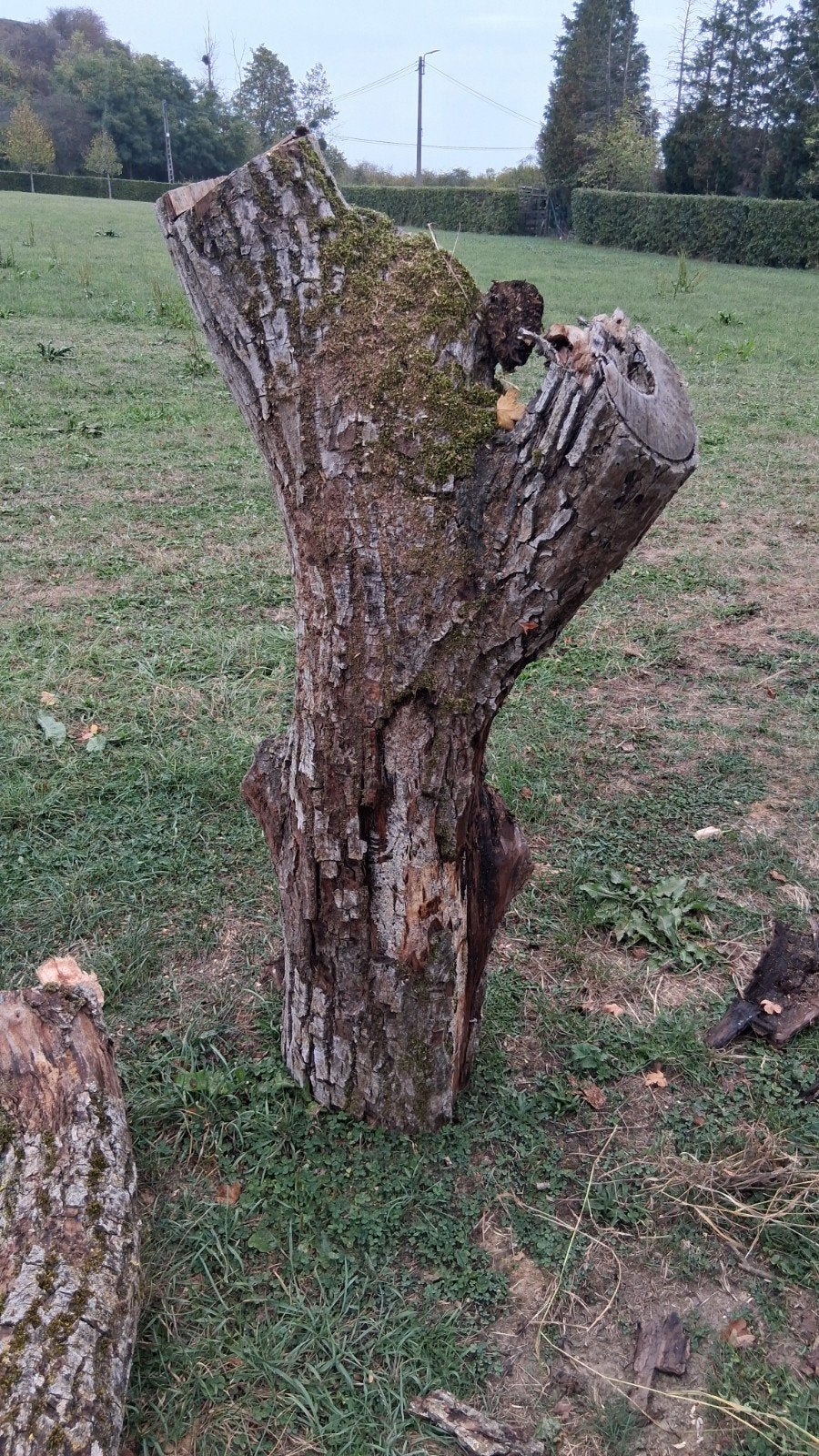 bois de noyer pour sculpture a vendre, Enlèvement