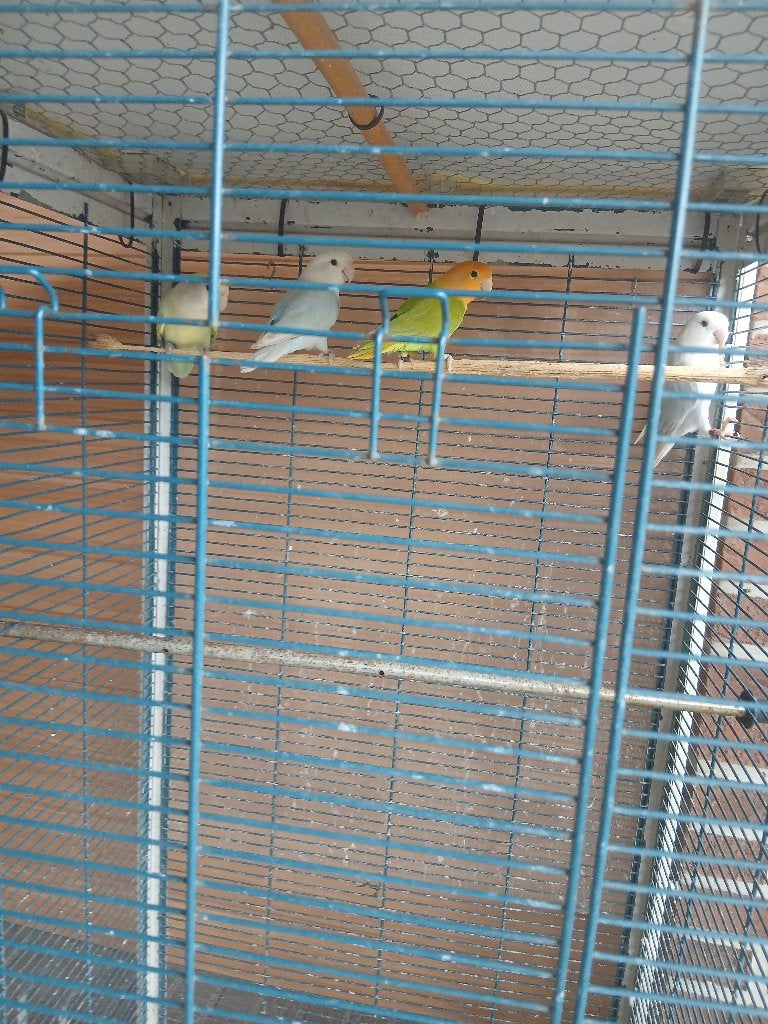 Vogel