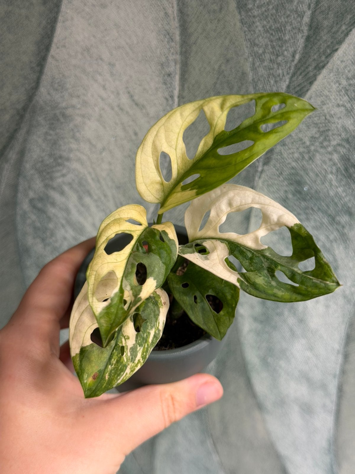 Monstera Adansonii Albo Variegata #3, Huis en Inrichting, Ophalen