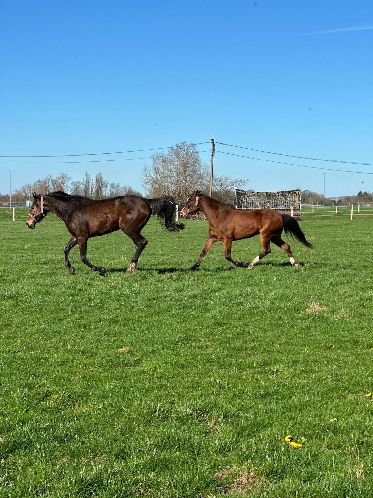 Jeune jument poulinière, Animaux & Accessoires, Chevaux, Jument, Z, 165 à 170 cm, 3 à 6 ans, Cheval de saut, Avec pedigree, Avec puce électronique