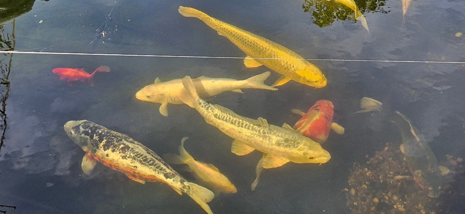 Kois, zeelt, goudvissen, Dieren en Toebehoren