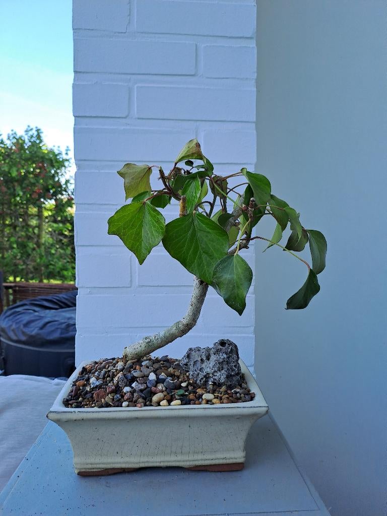 (Pre)bonsai van klimop, Volle zon, Vaste plant, Bloeit niet, Ophalen