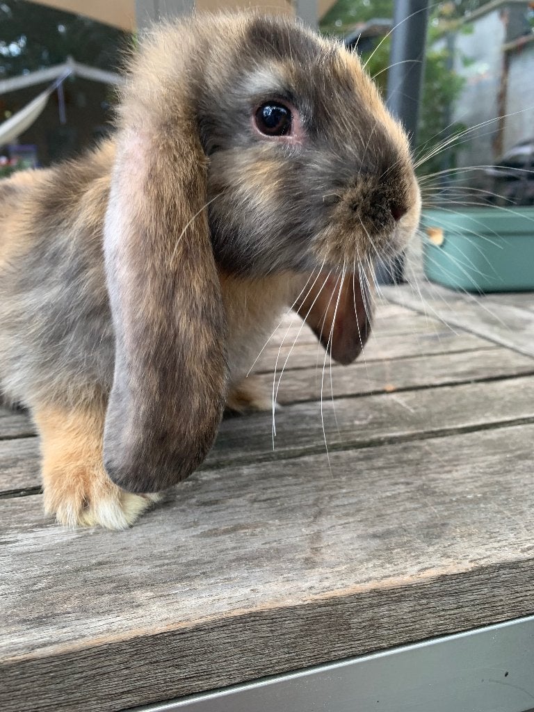Franse hangoortjes, Mâle, Grand, Oreilles tombantes, 0 à 2 ans
