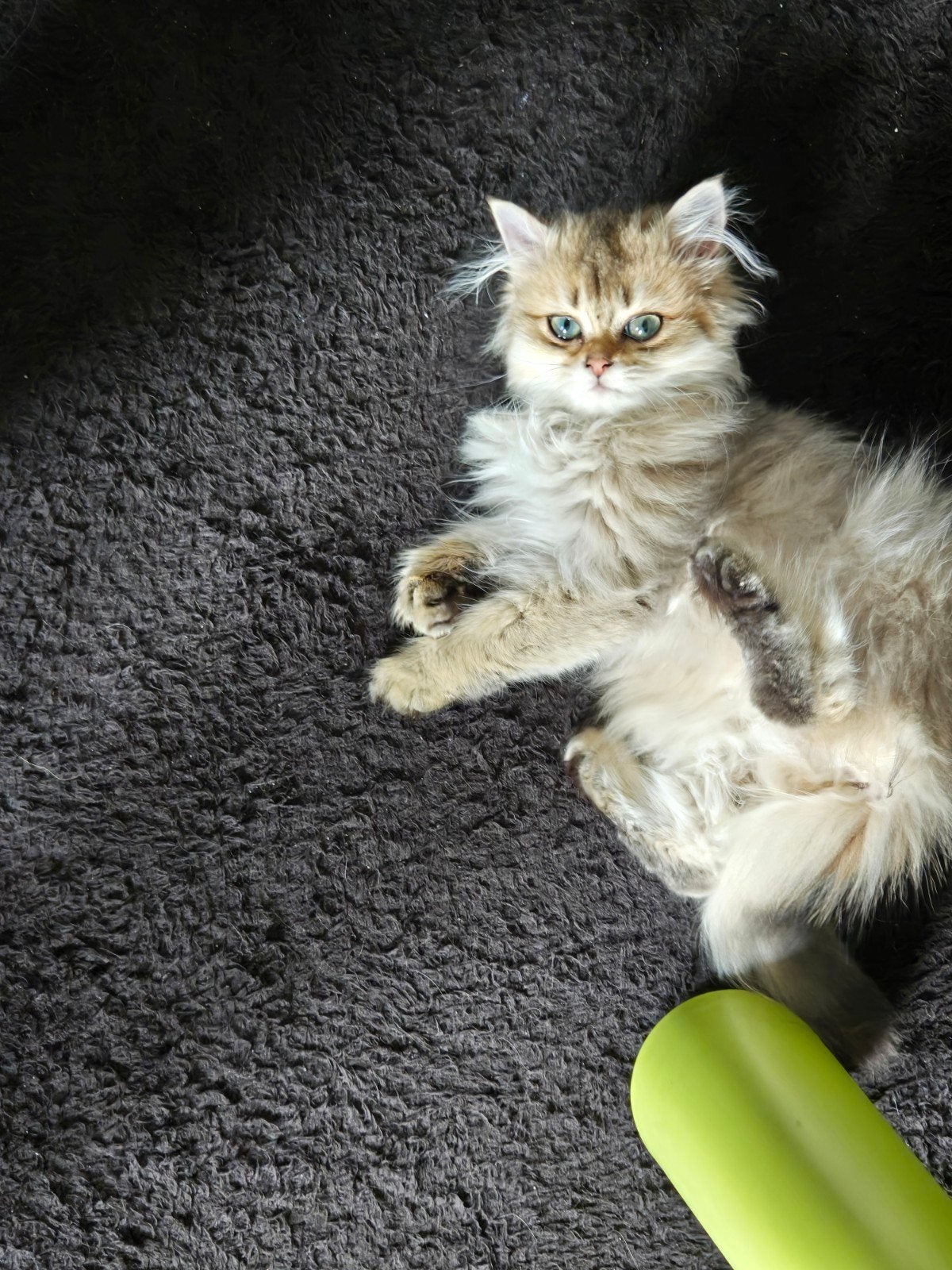 brits langhaar, Poes, Gechipt, 0 tot 2 jaar