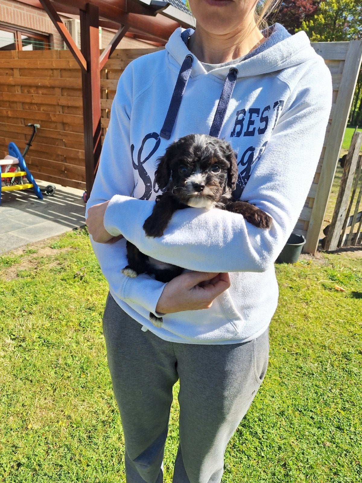 Cavapoo pups, Dieren en Toebehoren, Parvo, België, 8 tot 15 weken, Meerdere