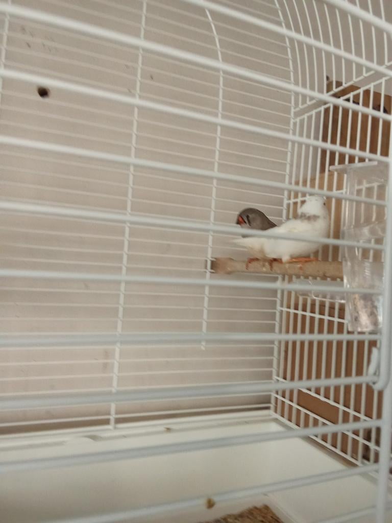 Te koop 3 Jonge zebravinken, Dieren en Toebehoren