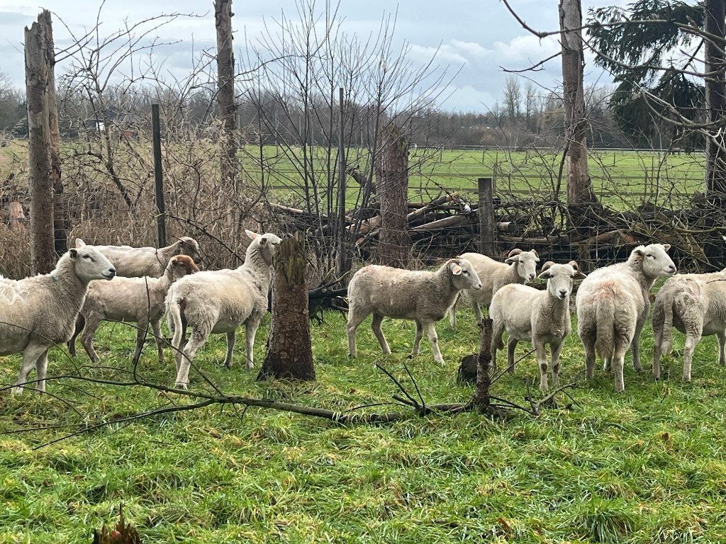 aankoop schapen, Plusieurs animaux, Mouton, 0 à 2 ans