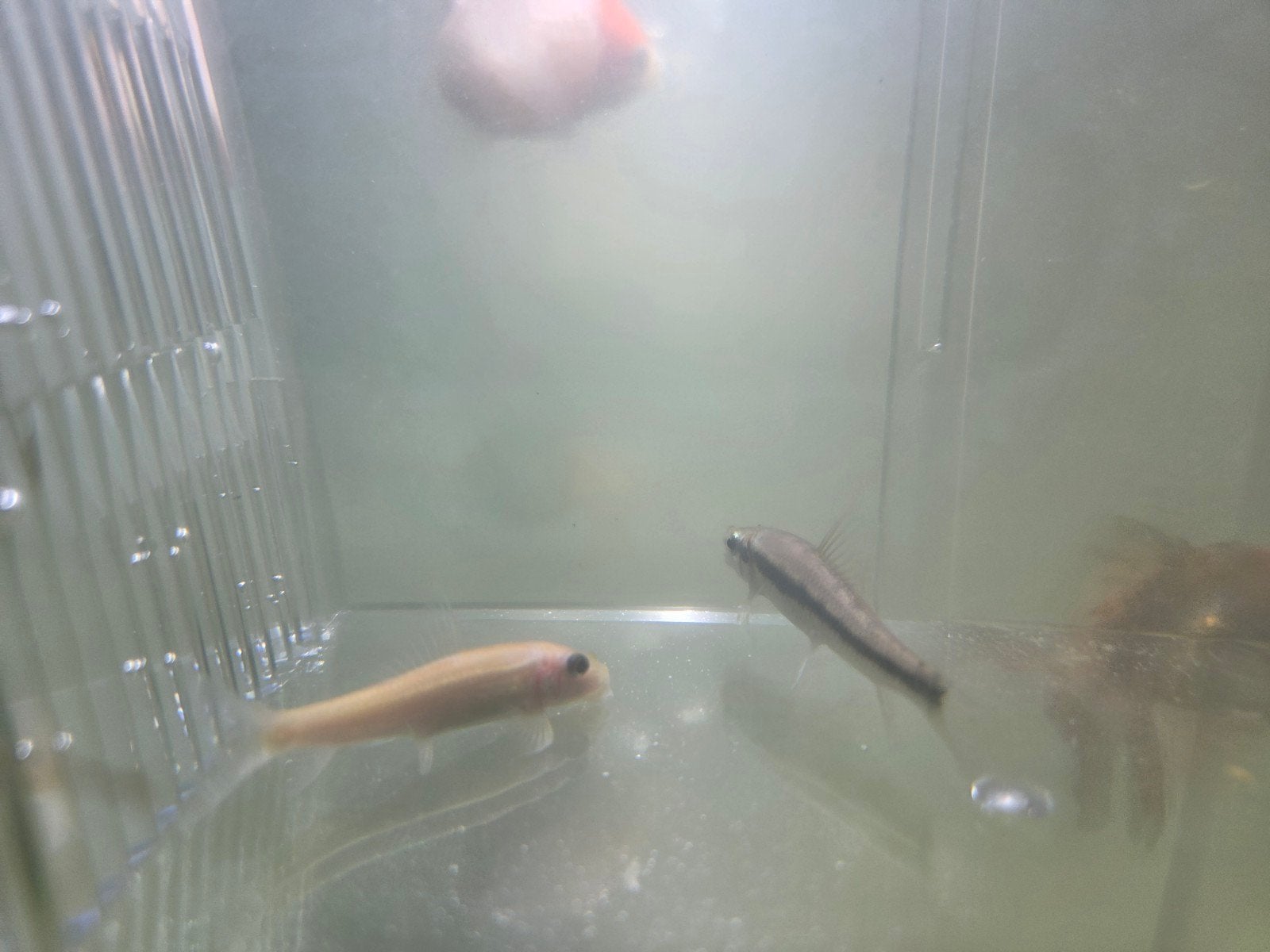 chinese algeneter, Dieren en Toebehoren, Overige soorten