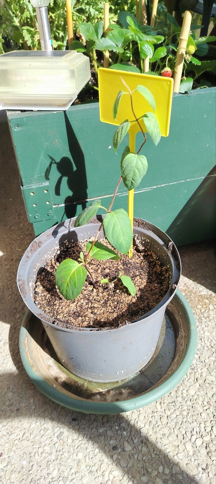 Plante d'extérieur - bouture de Jasmin orientale avec pot+ ., Enlèvement ou Envoi