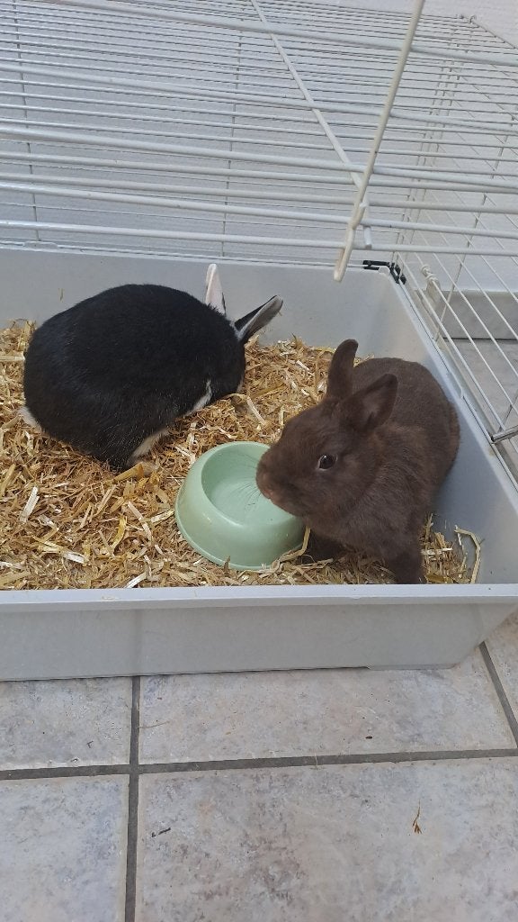 2 konijntjes lief en rustig! Met toebehoren, Petit
