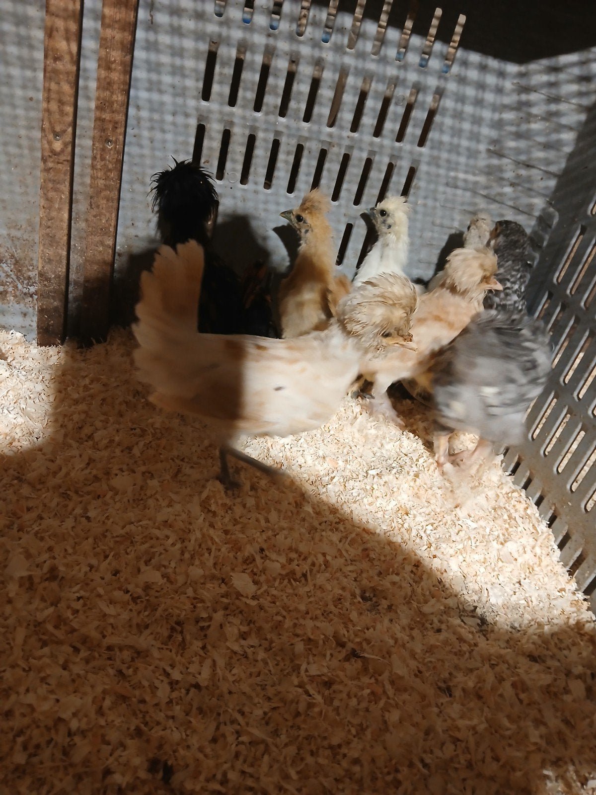 Kuikens 5 weken oud, Dieren en Toebehoren, Pluimvee